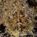frogfish_hairy_ta_hsb_r_h_0352_kom5340.jpg